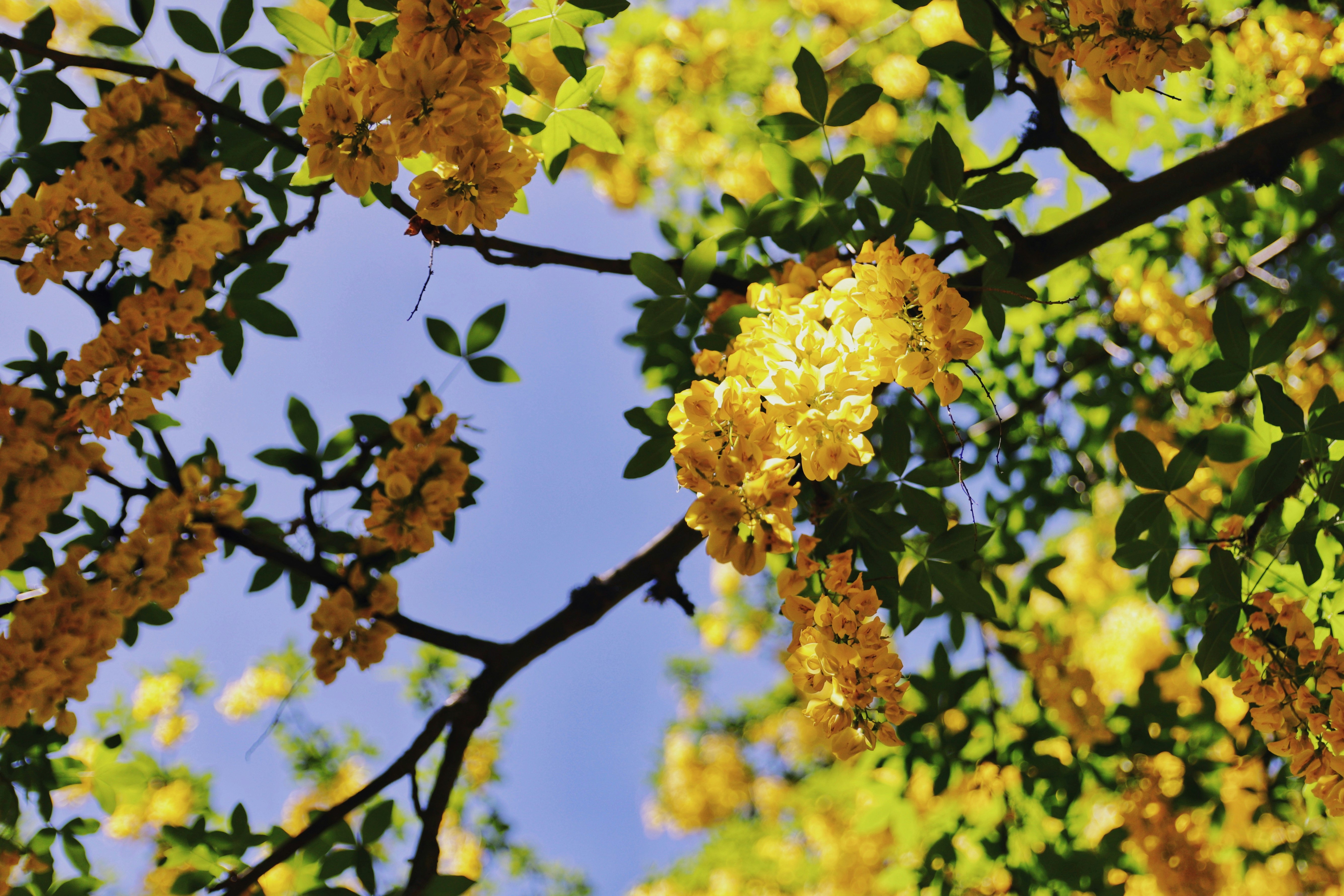 yellow flowers on brown tree branch during daytime